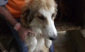 No Name Shep