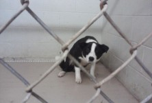 Heartbreaking Photo from the Vet