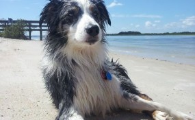 08/29/13: Completely off leash in a strange area with nothing but thick brush and dunes surrounding us! Mystery did great! ~ Brittney Myers