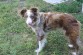 everything a performance dog needs to be a star