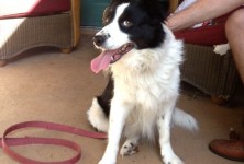 Maggie, a Proud Adopted TDL Dog!