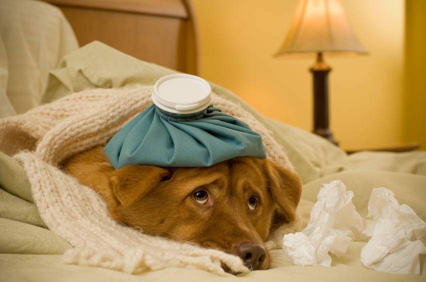 ways-to-tell-if-your-dog-is-sick-peaceful-paws-pet-care