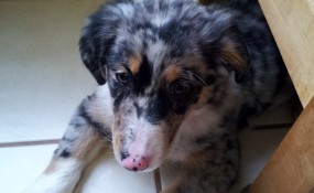 Rachel - Look at that pink nose!