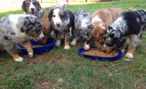 Chow Time
