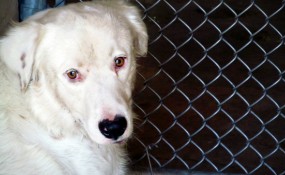 his name was Casper, here's his shelter photo