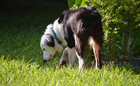nose work!