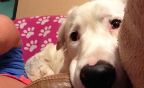 Yes, I am a velcro dog!