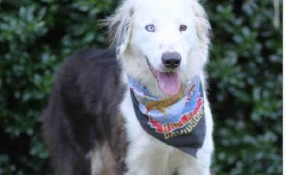 his shelter photo