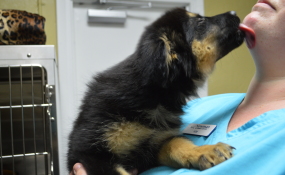 Sven, one of our Frozen Puppies