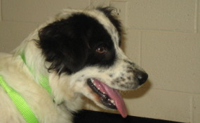 Whitney before grooming!