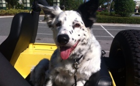 the Perfect Dog!