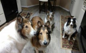 Destiny surrounded by her new pack!