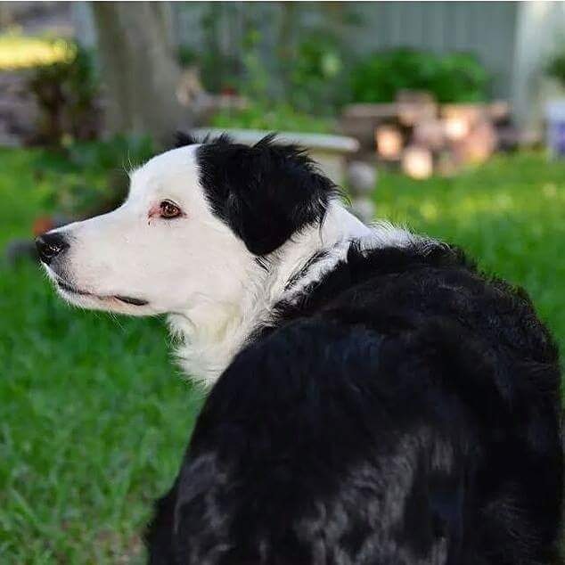 The Dog Liberator™ Herding Breed Rescue Including Border Collie