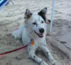 The Dog Days of Summer