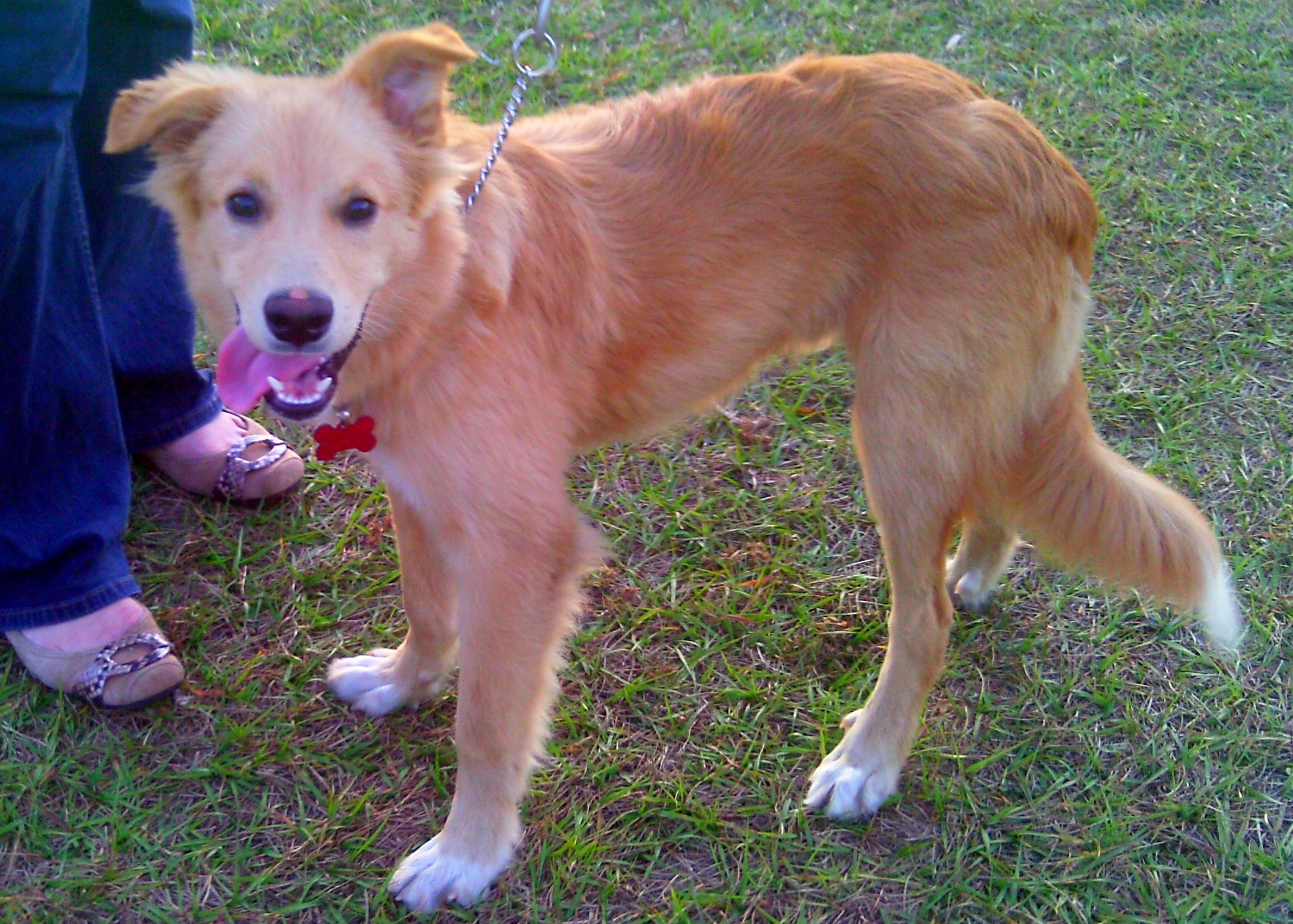 Malibu, the Golden BC Pup ~ Adopted | The Dog Liberator™