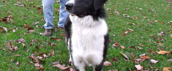 Dolly Parton-Adopted! | The Dog Liberator™