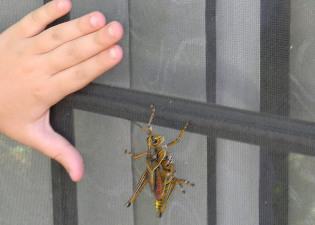 Ugly Bugs | The Dog Liberator™