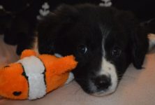 The Dog Liberator™ - Herding Breed Rescue, including Border Collie